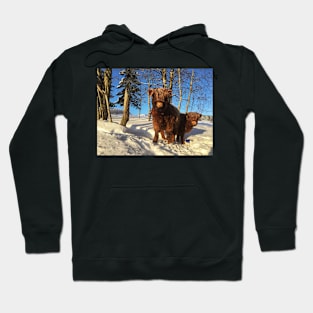 Scottish Highland Cattle Calves 1703 Hoodie